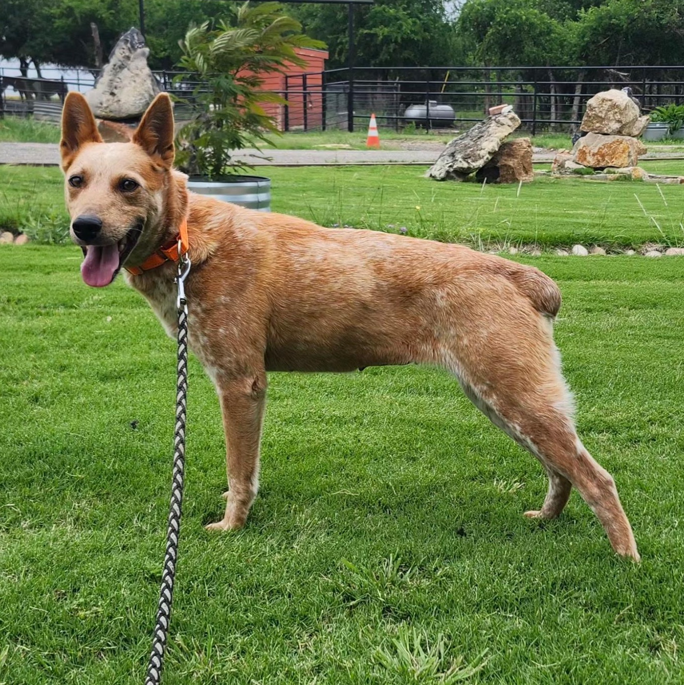 BAMBI, a Adopted Australian Cattle Dog / Blue Heeler in Weatherford, TX image 3/3