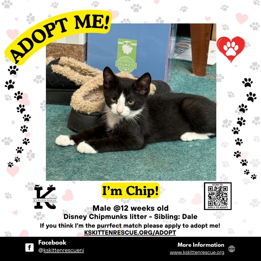 Chip