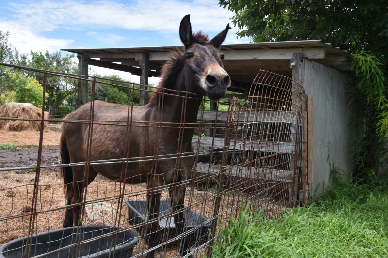Enlarge Mo, a Adoptable Mule in Corpus Christi, TX image 1/2
