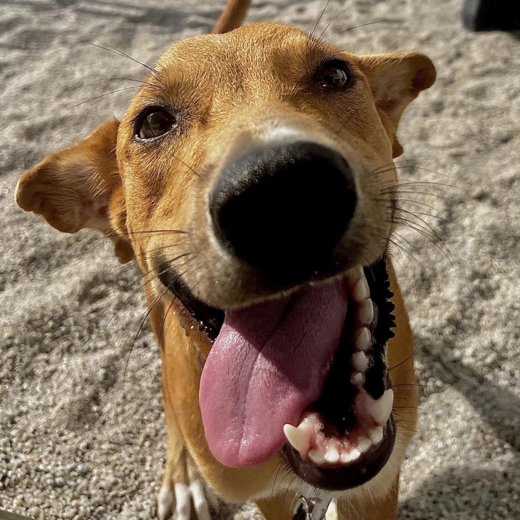 Sawyer, Adoptable, Young Male Mixed Breed & Mixed Breed.