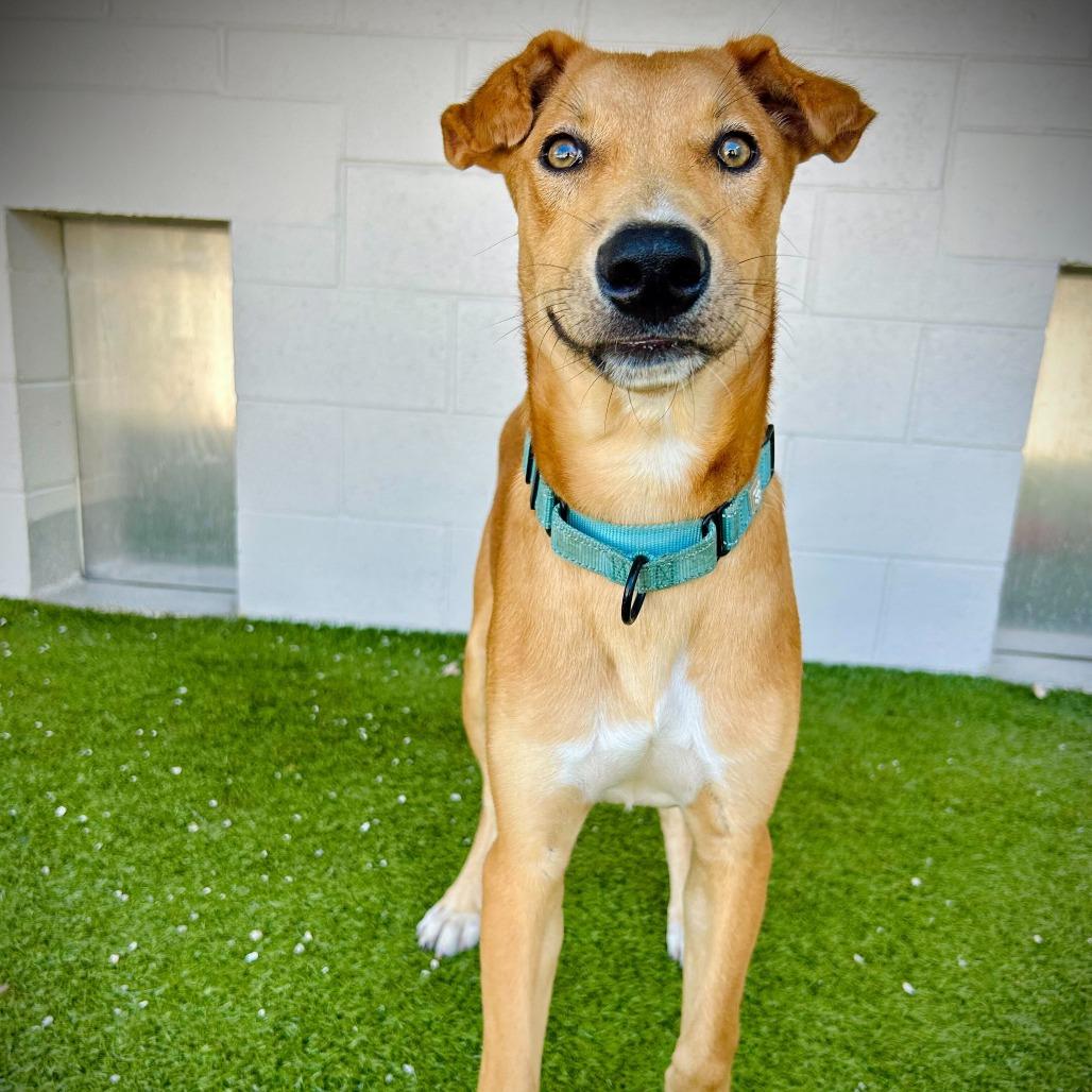 Sawyer, a Adoptable mixed breed in Englewood, FL image 2/6