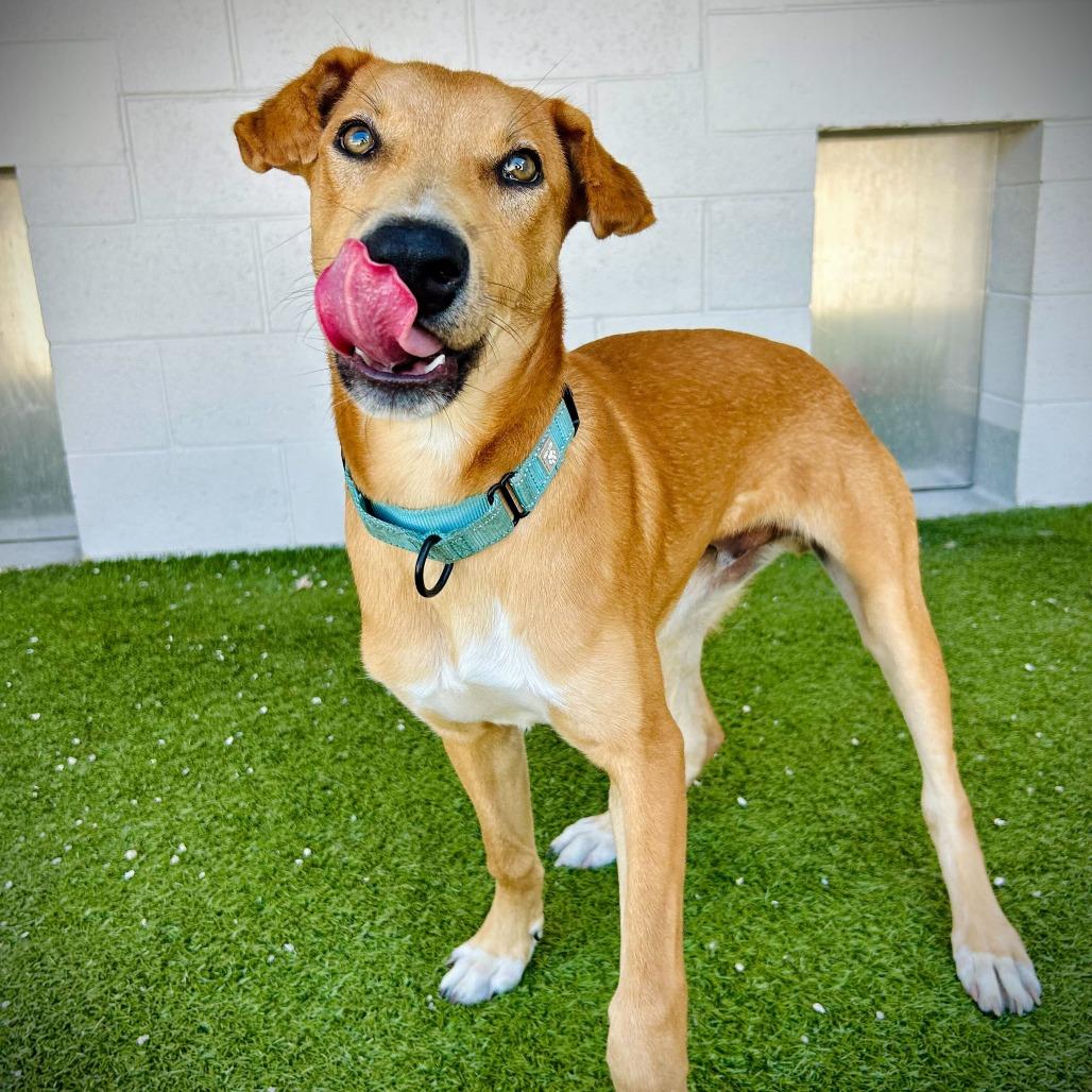 Sawyer, a Adoptable mixed breed in Englewood, FL image 3/6