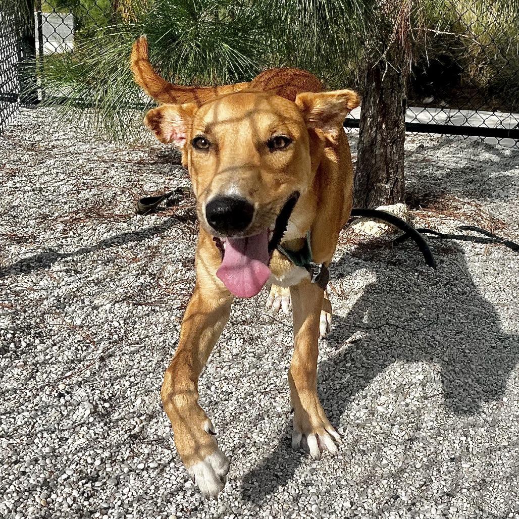 Sawyer, a Adoptable mixed breed in Englewood, FL image 4/6