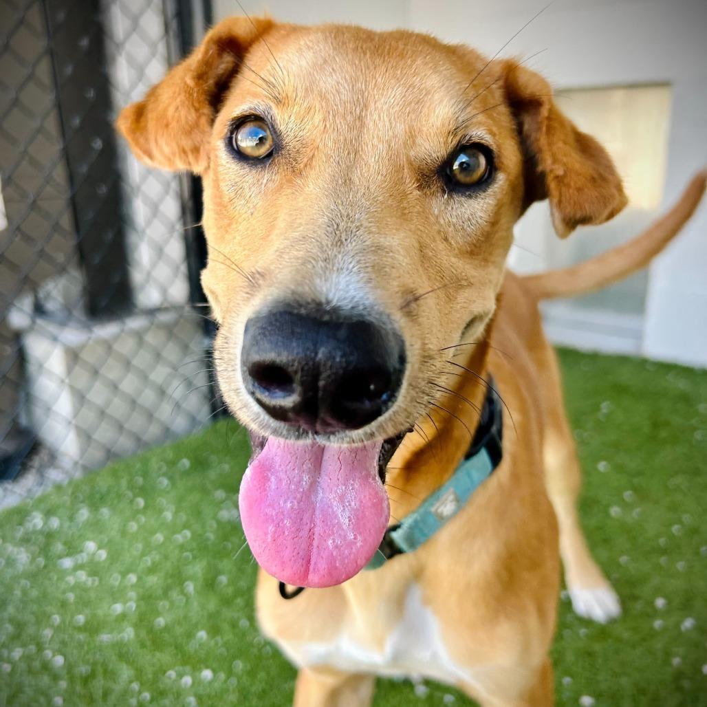 Sawyer, a Adoptable mixed breed in Englewood, FL image 5/6
