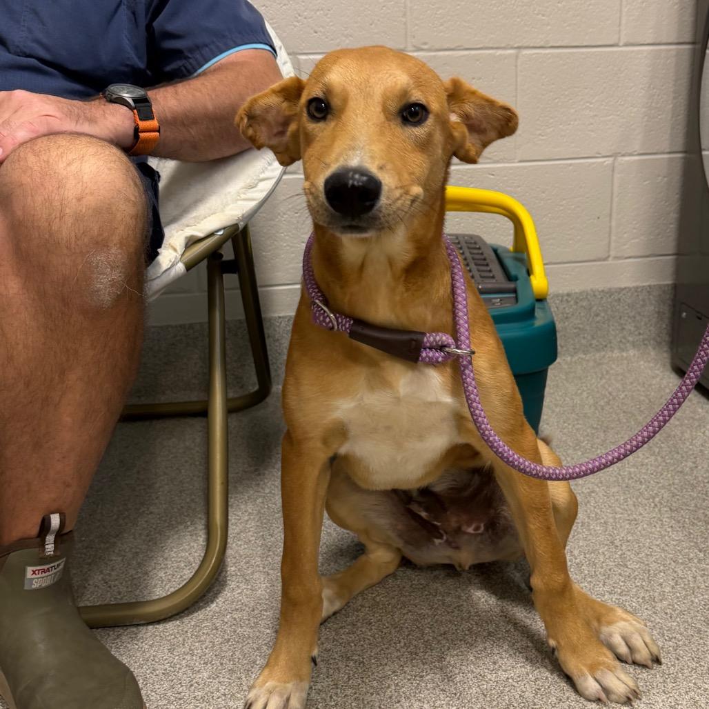 Sawyer, a Adoptable mixed breed in Englewood, FL image 6/6