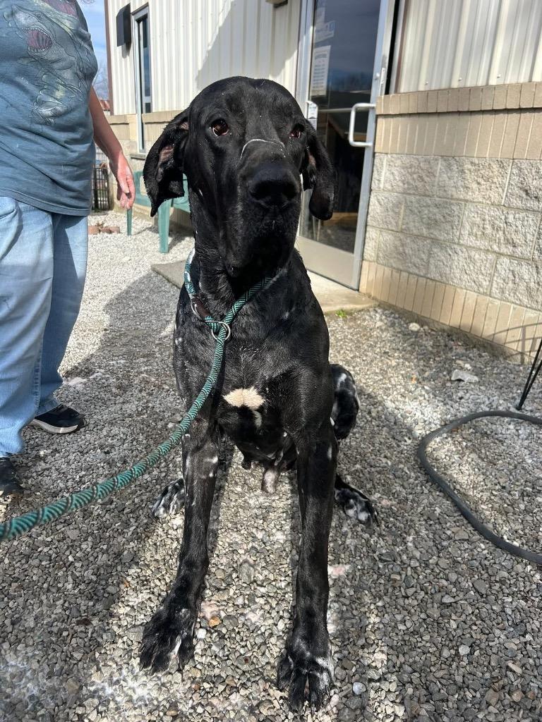 Enlarge Zeus, a Adoptable Great Dane in Morgantown, KY image 1/1