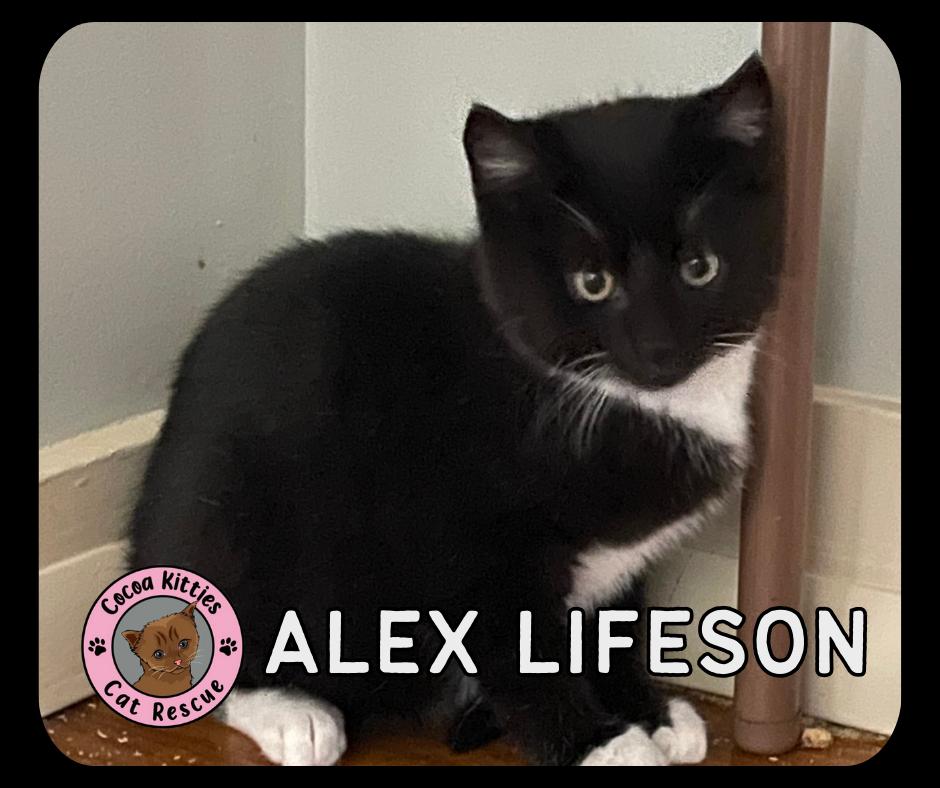 Enlarge Alex Lifeson, a Adopted mixed breed in Hershey, PA image 1/6