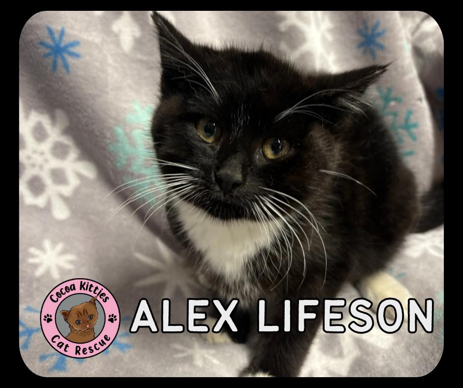 Enlarge Alex Lifeson, a Adopted mixed breed in Hershey, PA image 2/6