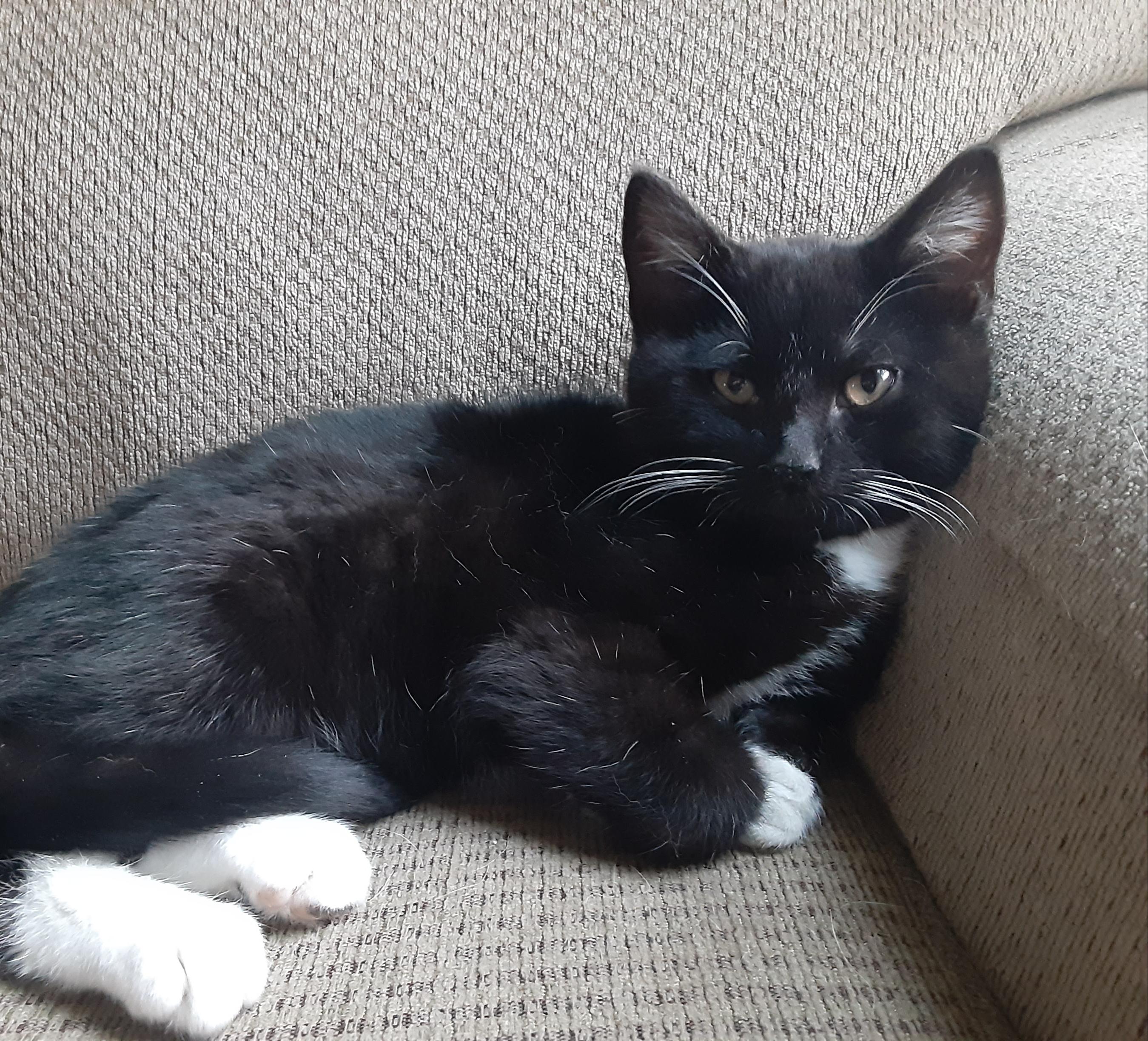 Enlarge Alex Lifeson, a Adopted mixed breed in Hershey, PA image 3/6