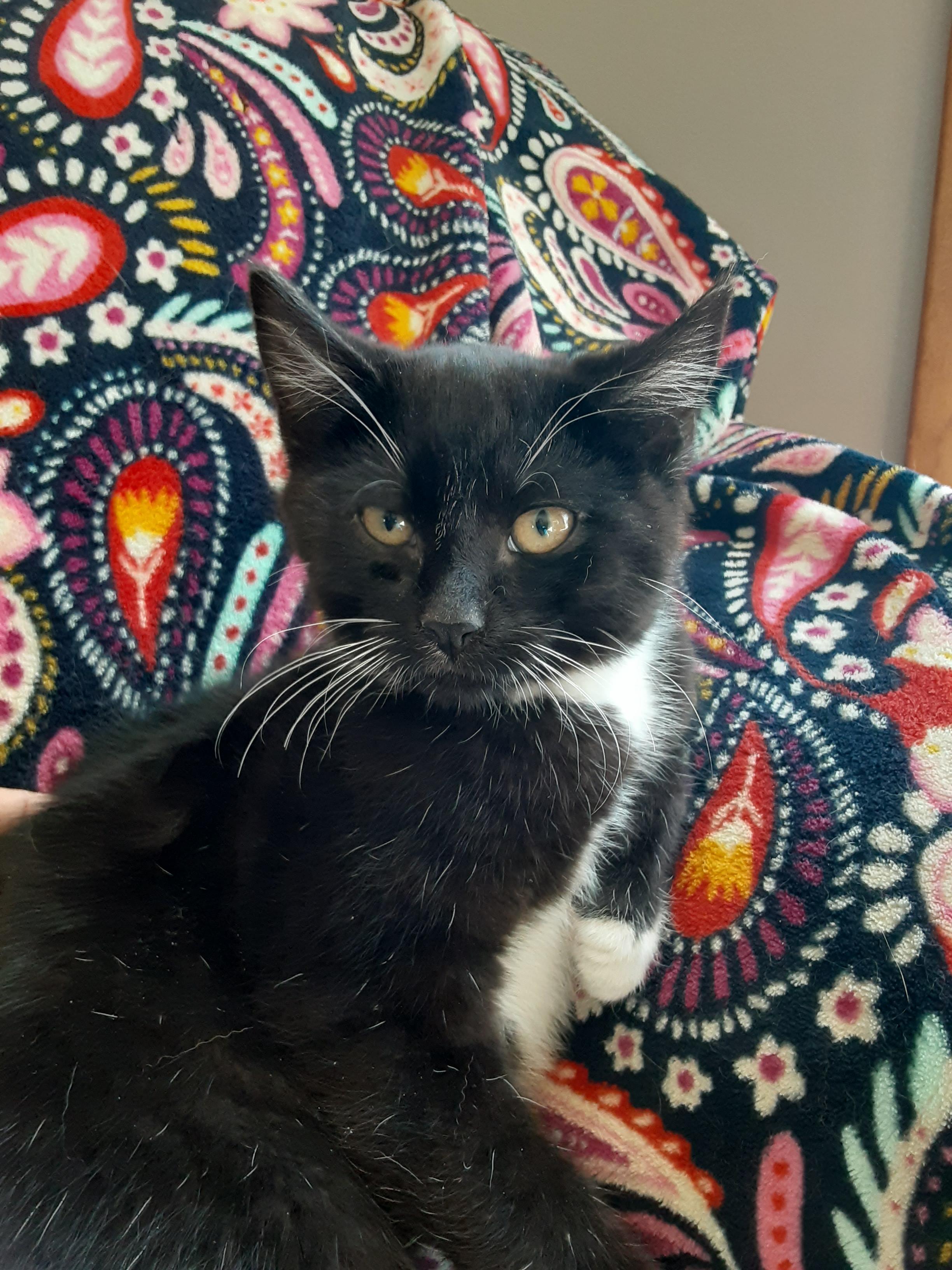 Enlarge Alex Lifeson, a Adopted mixed breed in Hershey, PA image 4/6