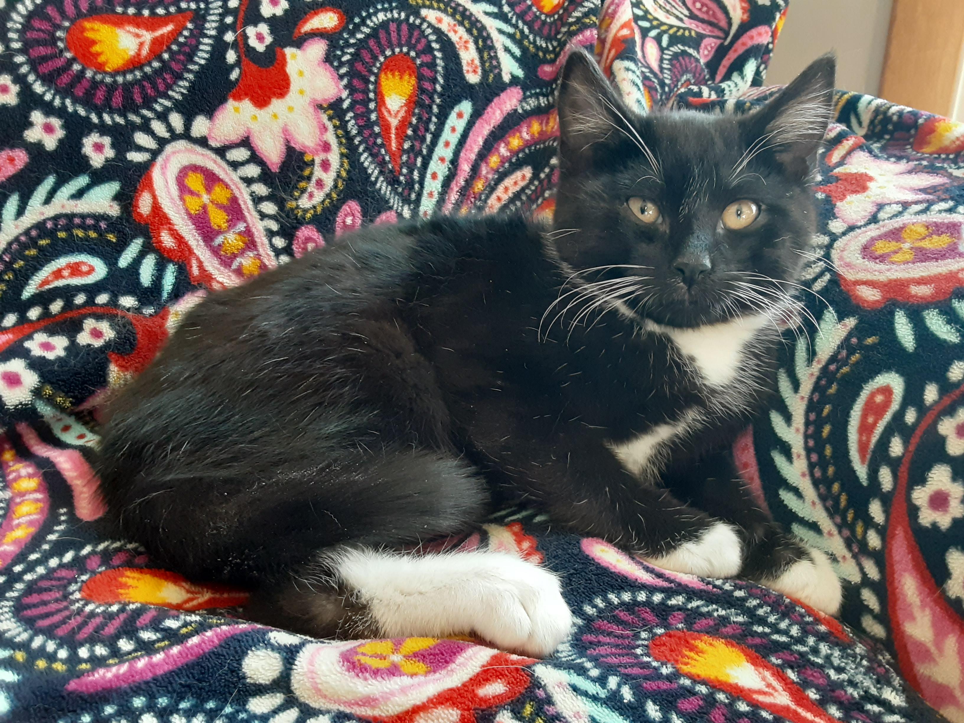 Enlarge Alex Lifeson, a Adopted mixed breed in Hershey, PA image 5/6