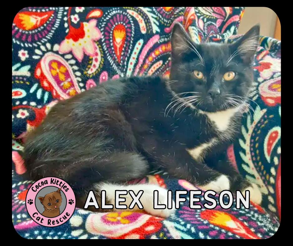 Enlarge Alex Lifeson, a Adopted mixed breed in Hershey, PA image 6/6