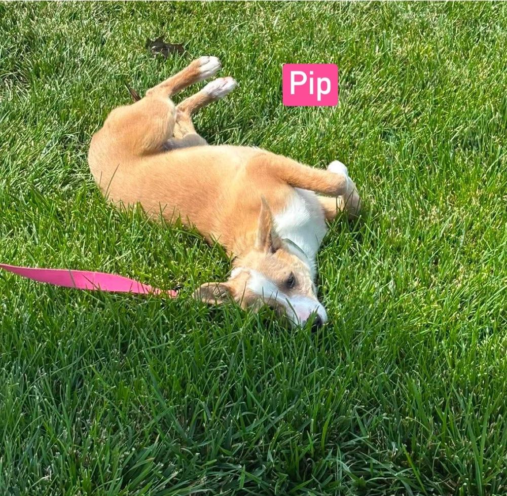 Enlarge LH Pip, a Adoptable mixed breed in Warrenton, MO image 1/6