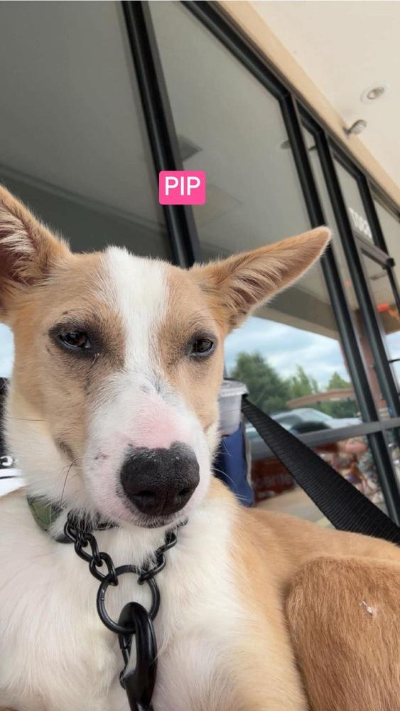 Enlarge LH Pip, a Adoptable mixed breed in Warrenton, MO image 2/6