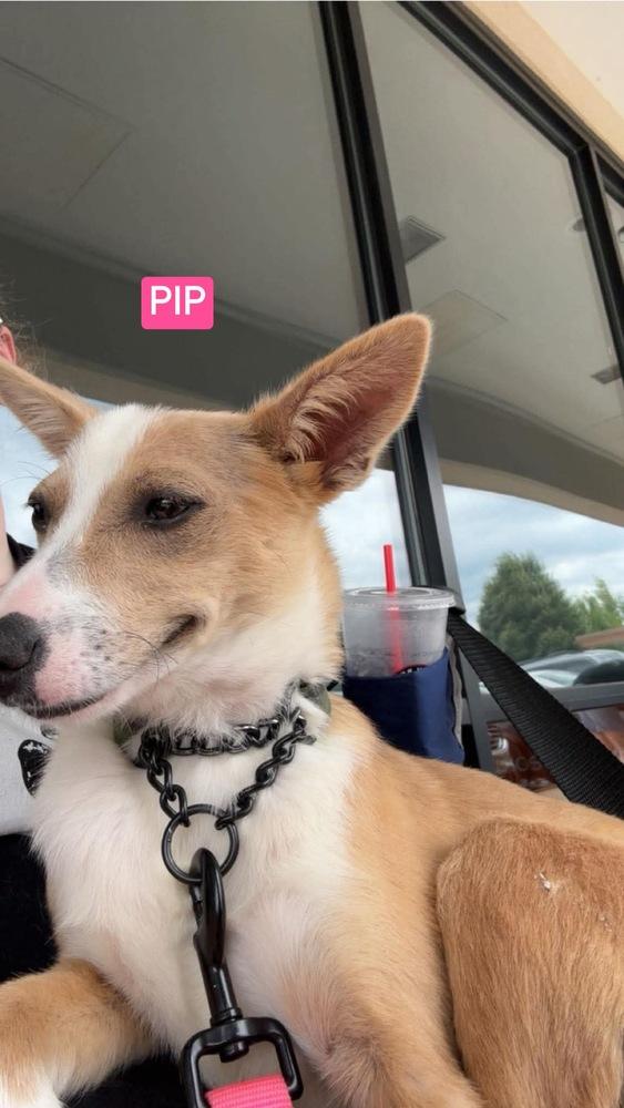 Enlarge LH Pip, a Adoptable mixed breed in Warrenton, MO image 3/6