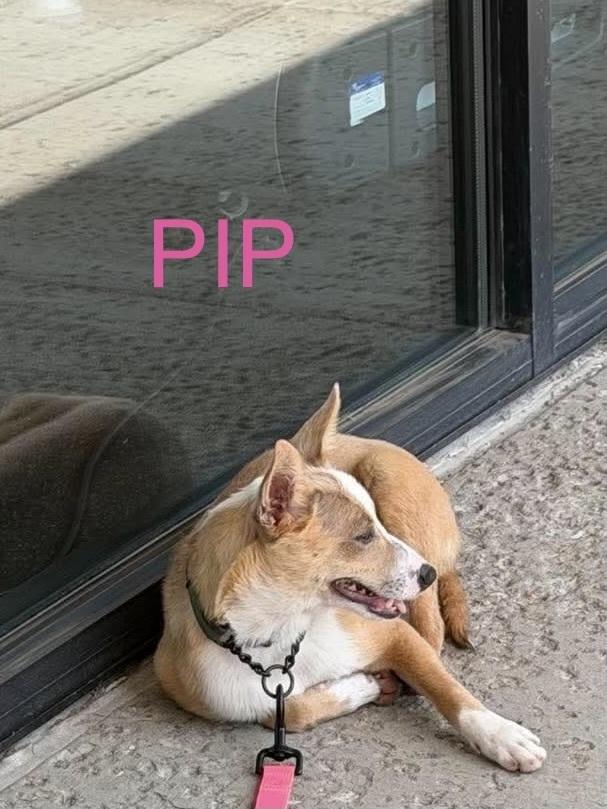 Enlarge LH Pip, a Adoptable mixed breed in Warrenton, MO image 4/6