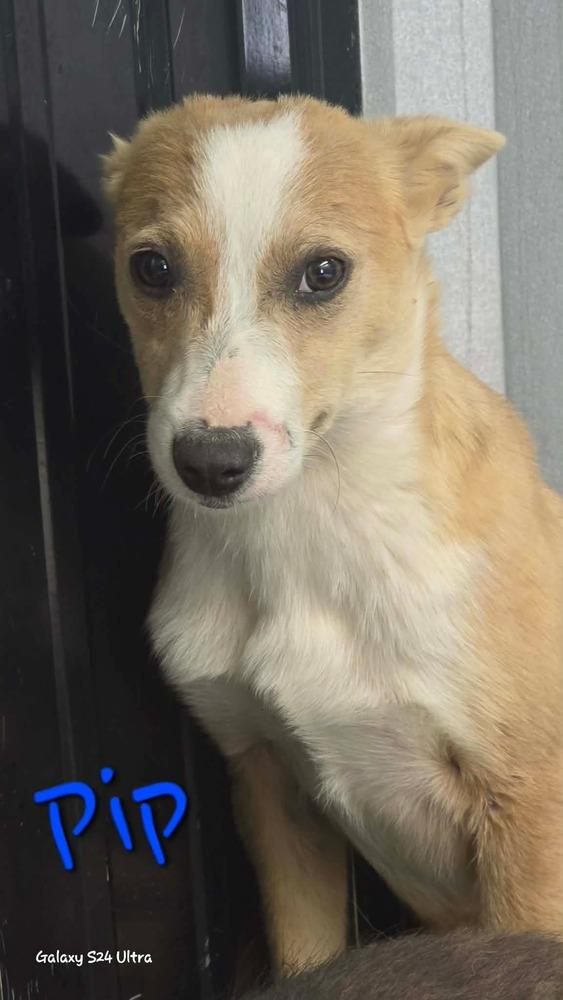 LH Pip, Adoptable, Puppy Female Chihuahua & Mixed Breed.