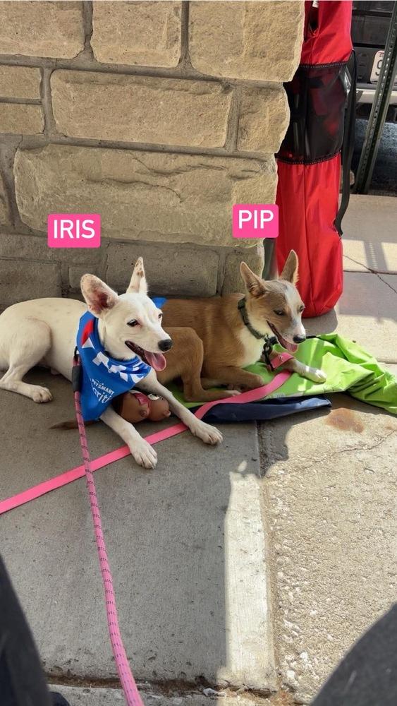 Enlarge LH Pip, a Adoptable mixed breed in Warrenton, MO image 6/6