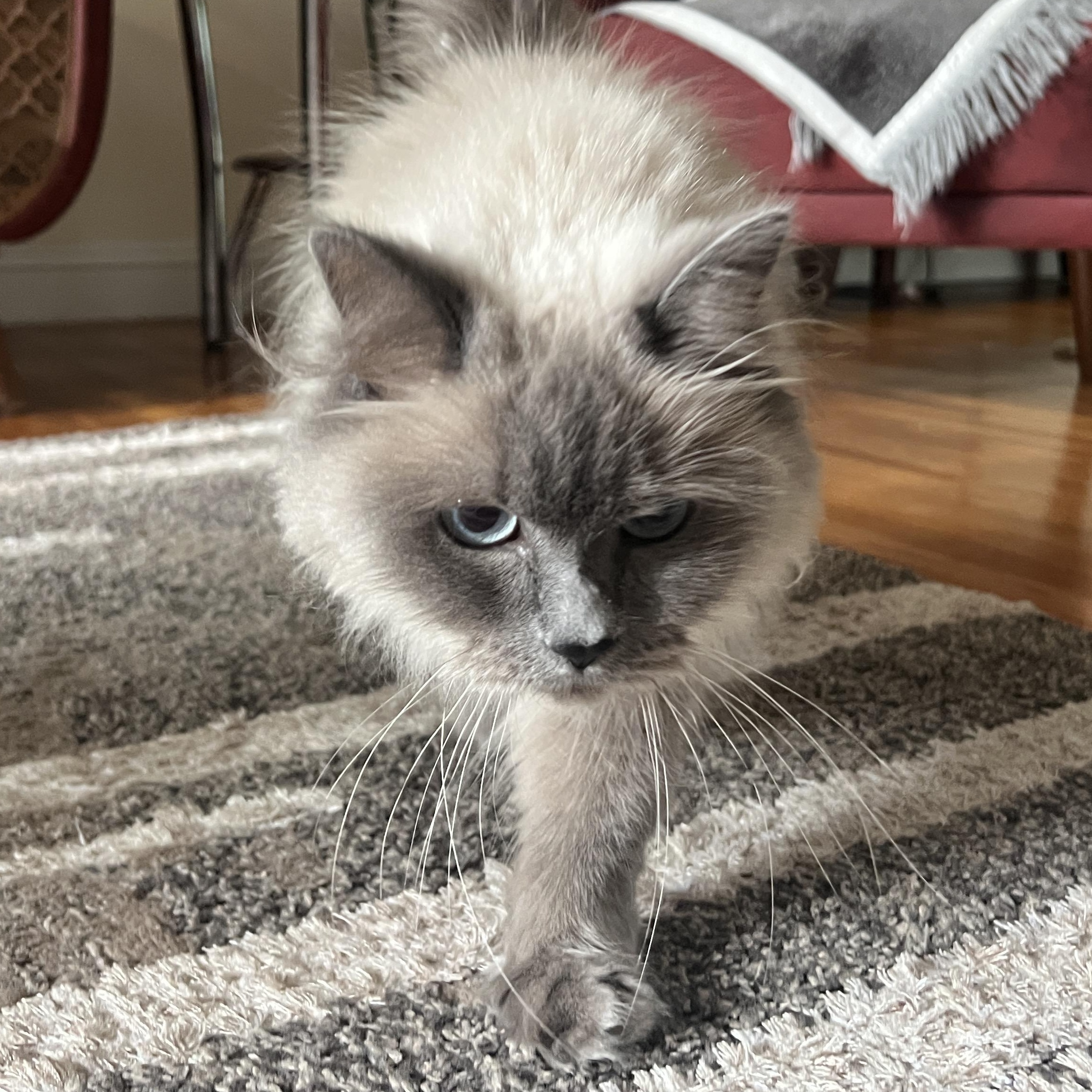 Lulu Courtesy Post
