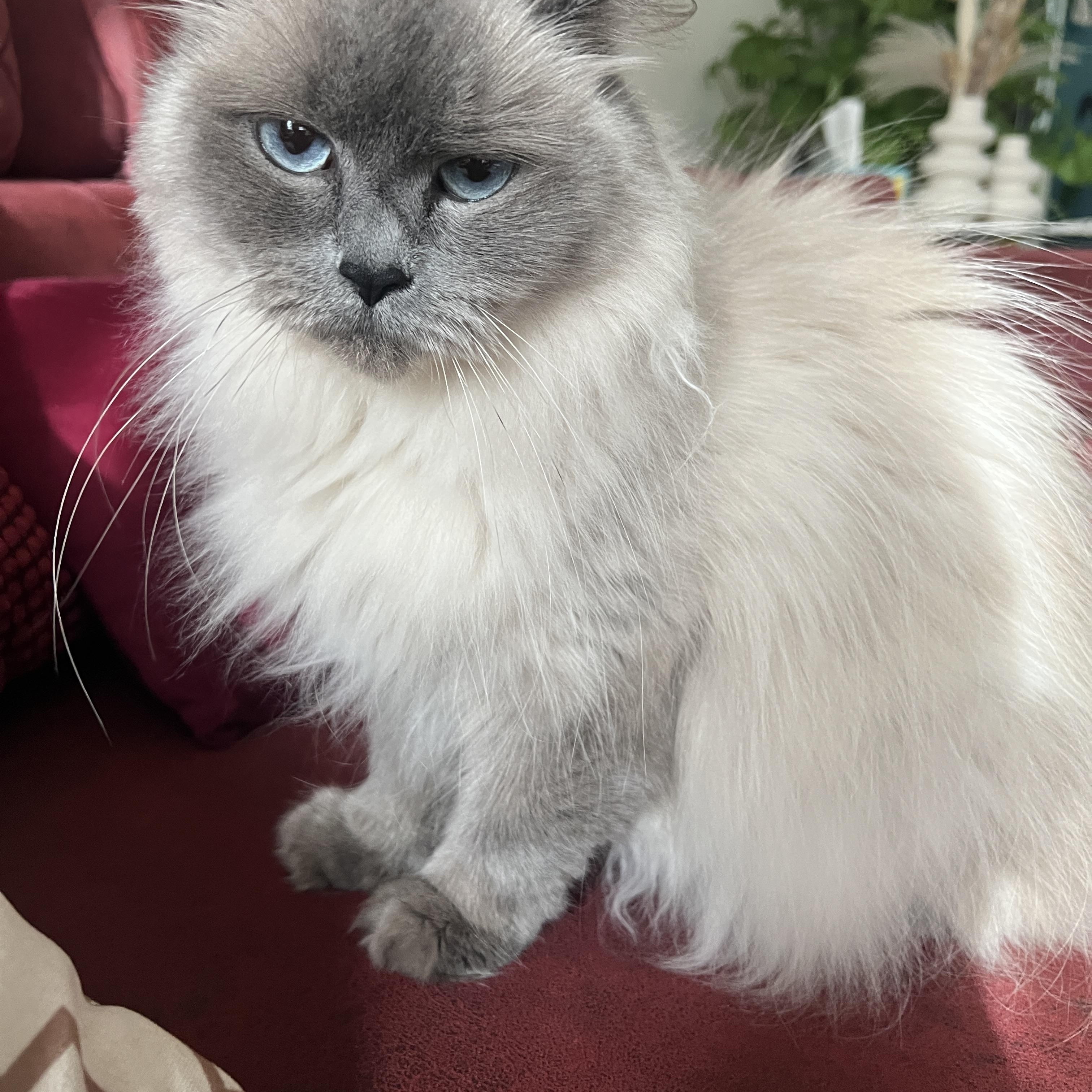 Lulu Courtesy Post
