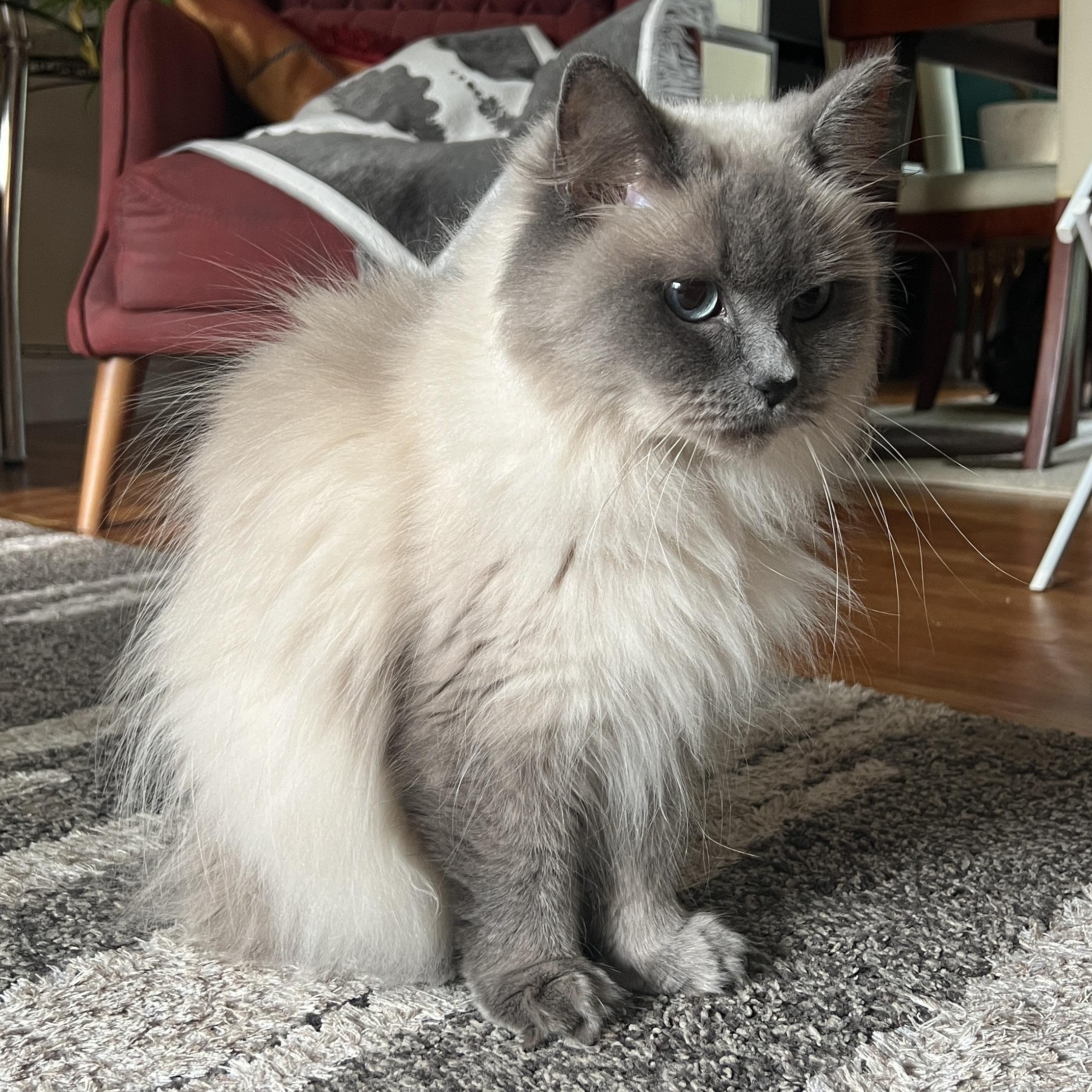Lulu Courtesy Post