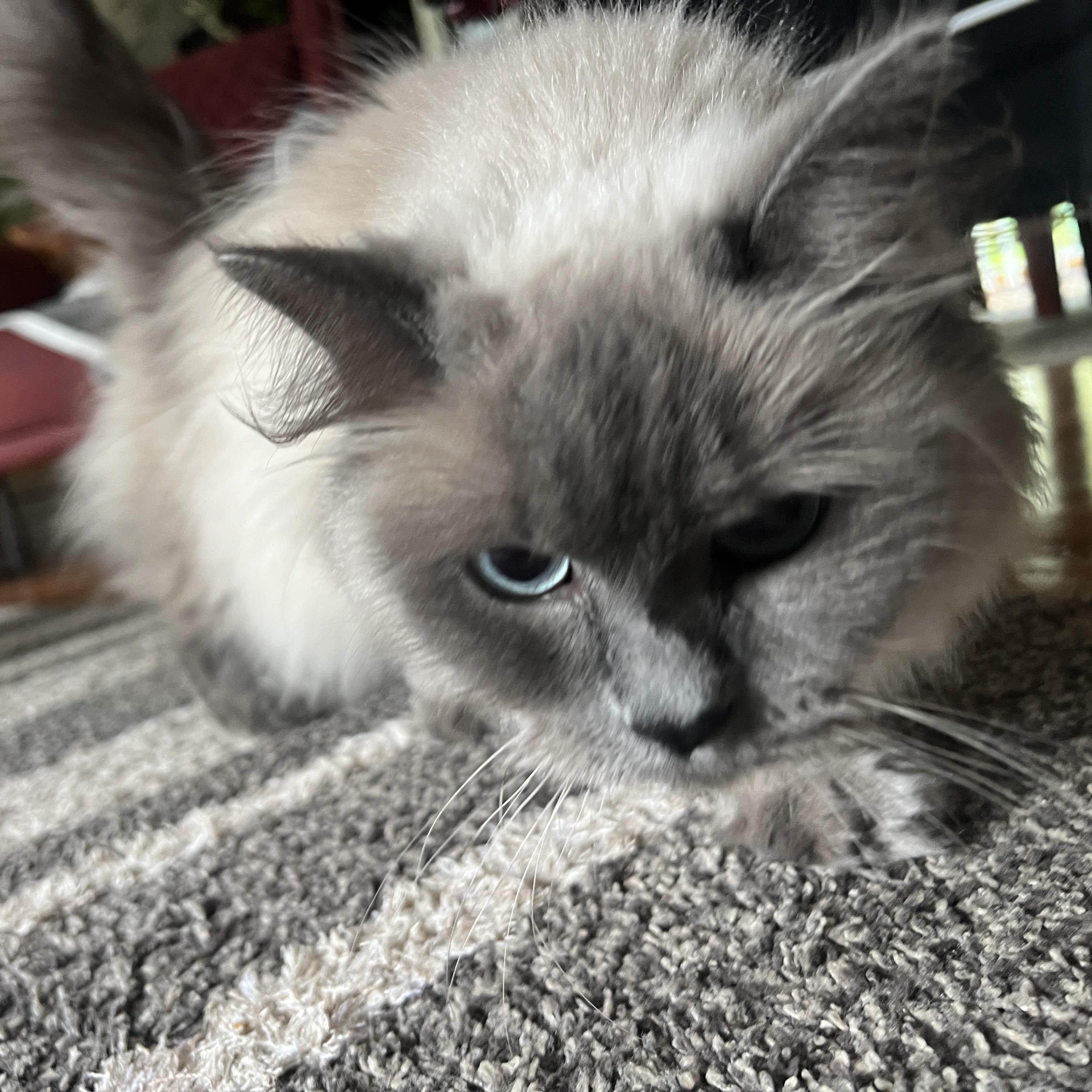 Lulu Courtesy Post