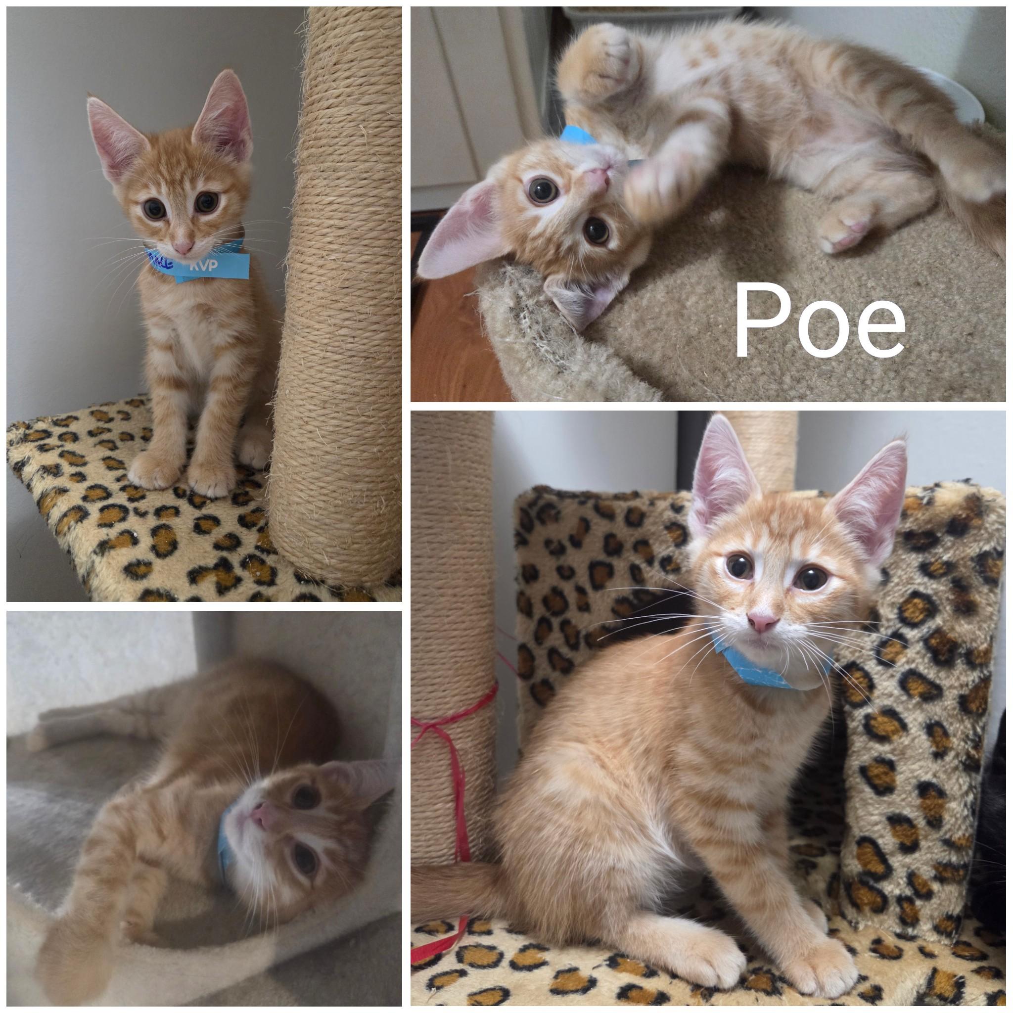 Poe, Adoptable, Kitten Male Domestic Short Hair.
