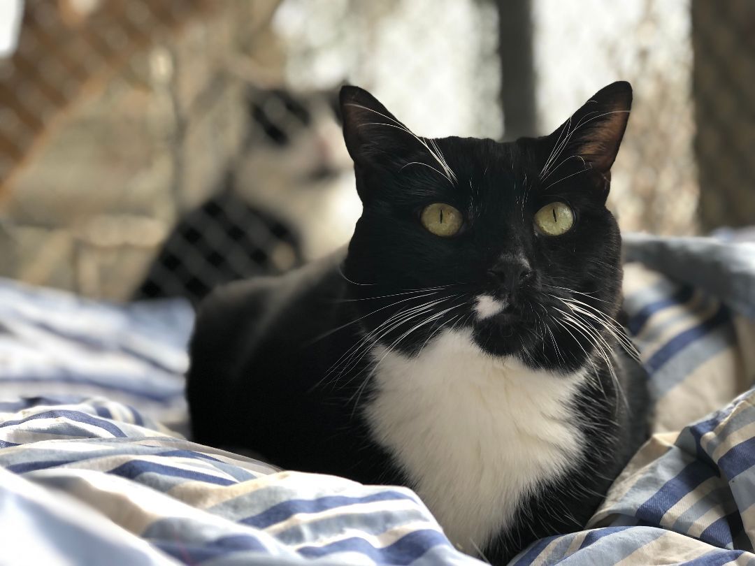 Sweet Pea, Adoptable, Adult Male Domestic Short Hair.