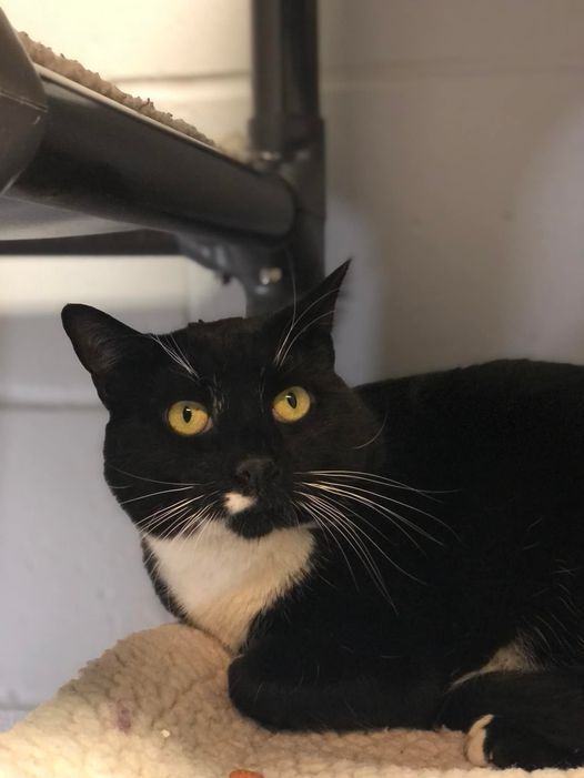 Enlarge Sweet Pea, a Adoptable Domestic Short Hair in East Northport, NY image 2/8