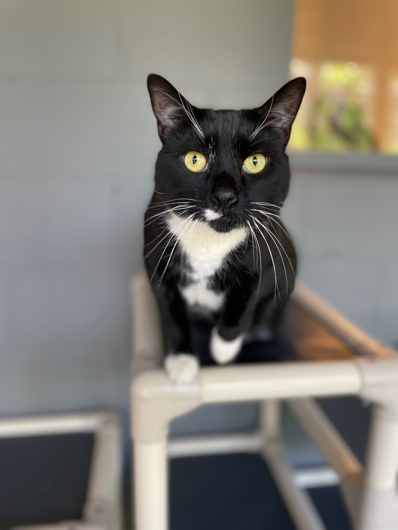 Enlarge Sweet Pea, a Adoptable Domestic Short Hair in East Northport, NY image 3/8