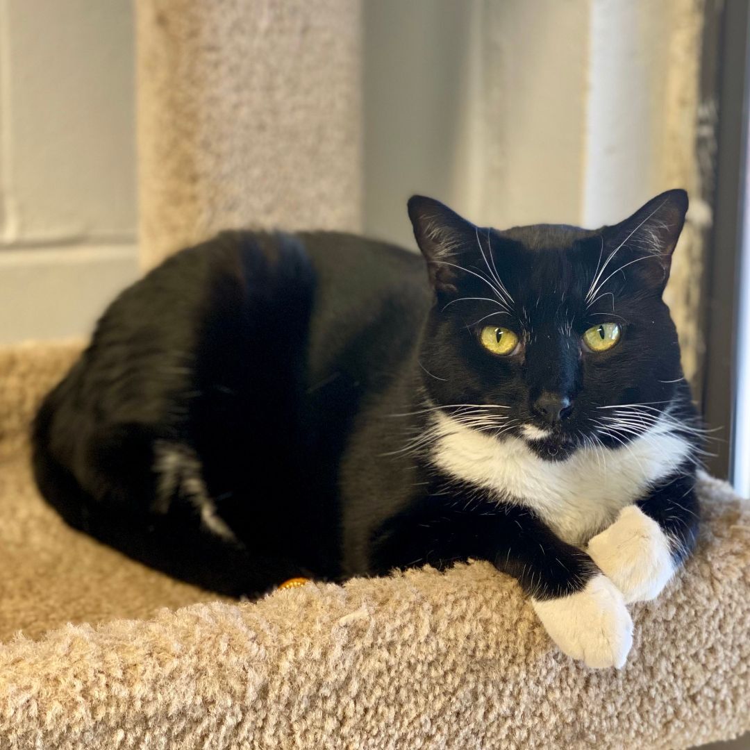 Enlarge Sweet Pea, a Adoptable Domestic Short Hair in East Northport, NY image 4/8