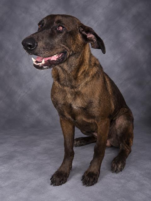 CALVIN, Adoptable, Young Male Labrador Retriever & Mixed Breed.