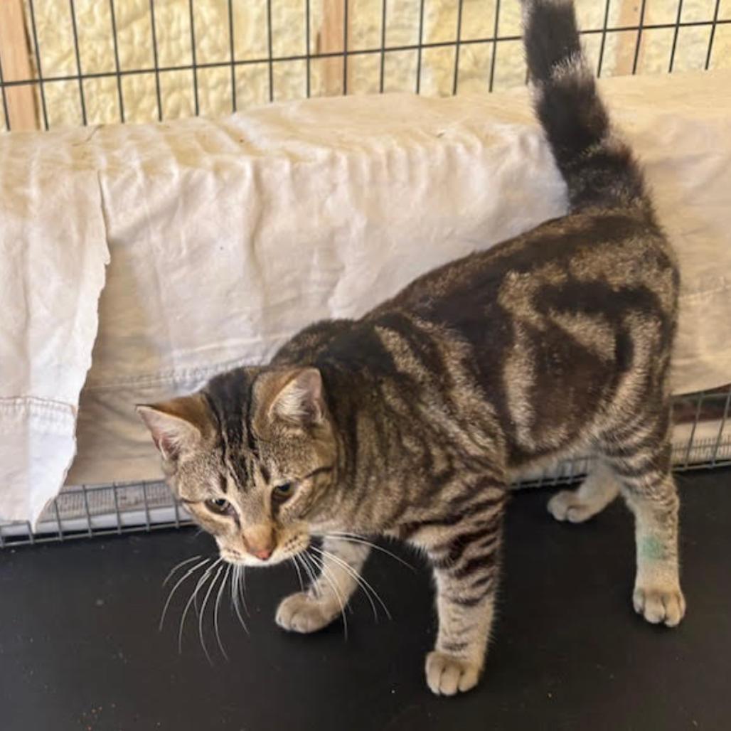 Tank, Adoptable, Young Male Domestic Short Hair.