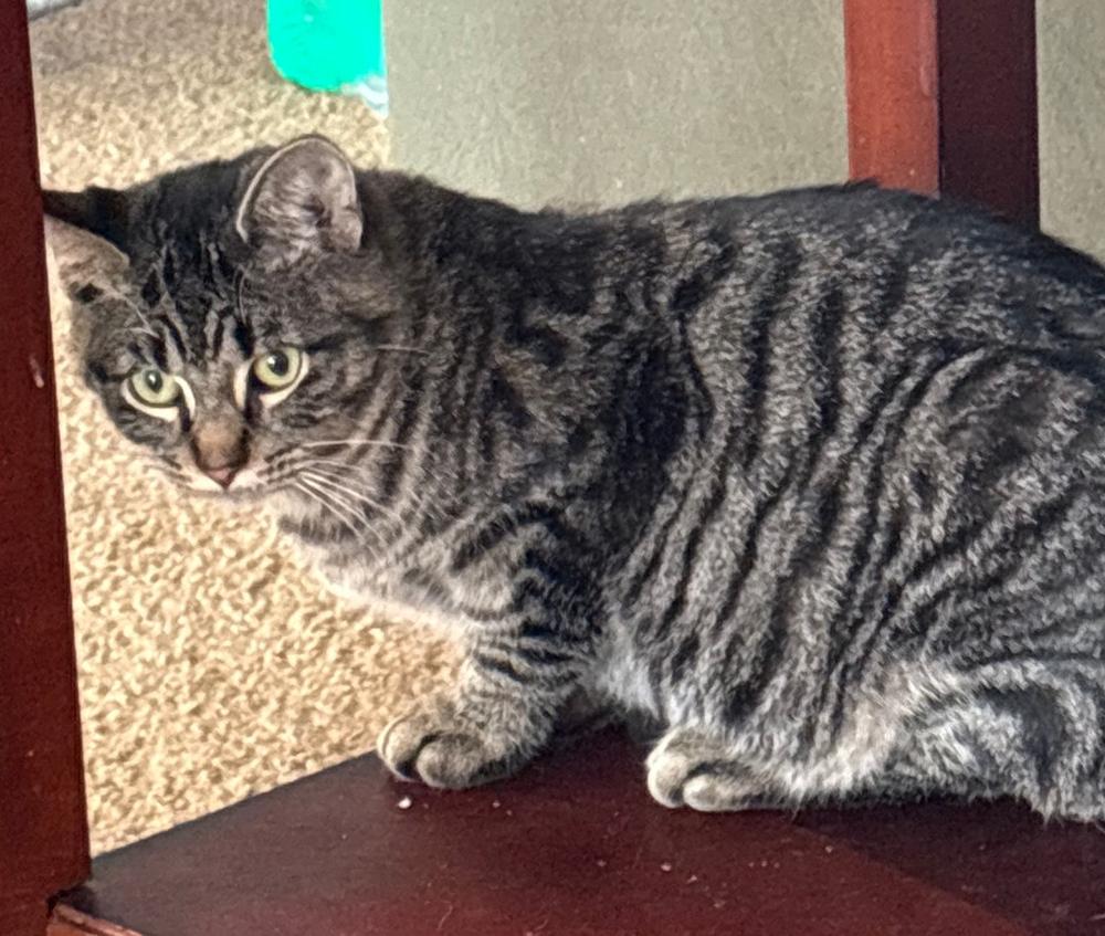 Enlarge Biscuit, a Adoptable Domestic Short Hair in Plymouth, MI image 1/4