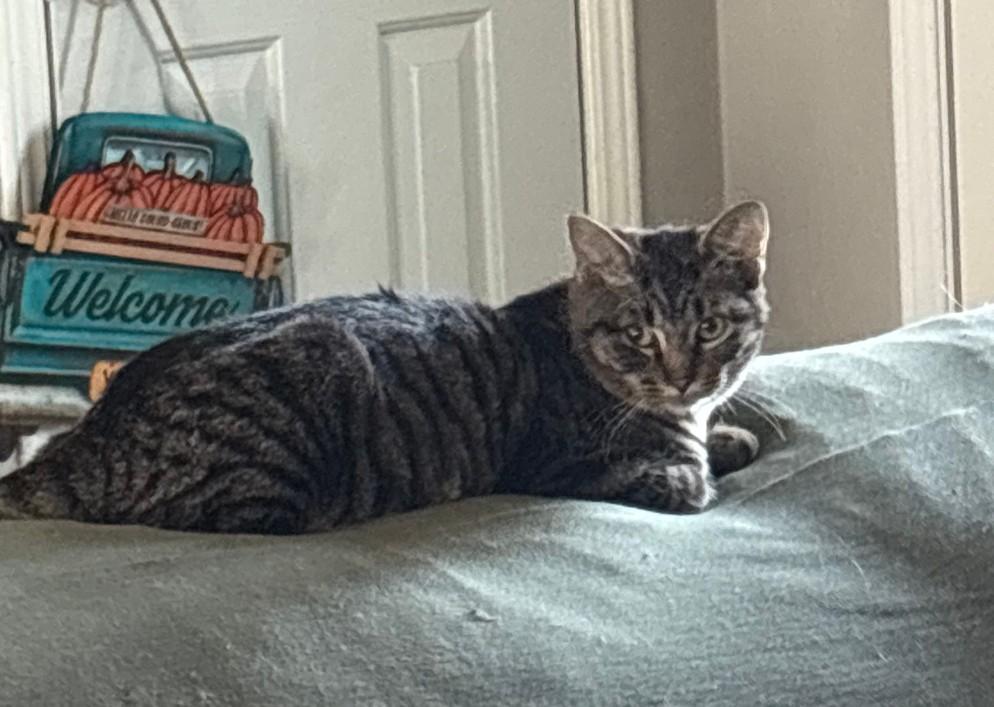 Enlarge Biscuit, a Adoptable Domestic Short Hair in Plymouth, MI image 2/4