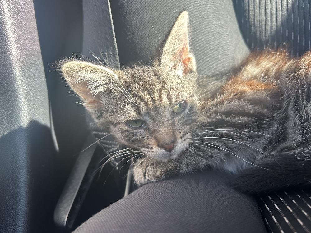 Enlarge Biscuit, a Adoptable Domestic Short Hair in Plymouth, MI image 3/4