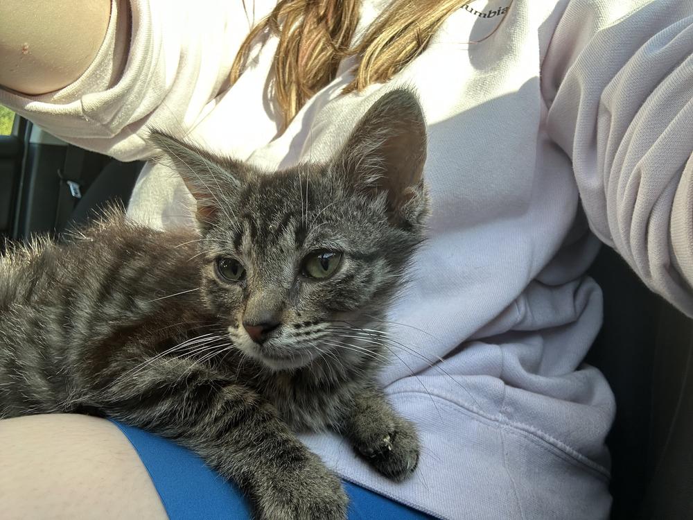 Enlarge Biscuit, a Adoptable Domestic Short Hair in Plymouth, MI image 4/4