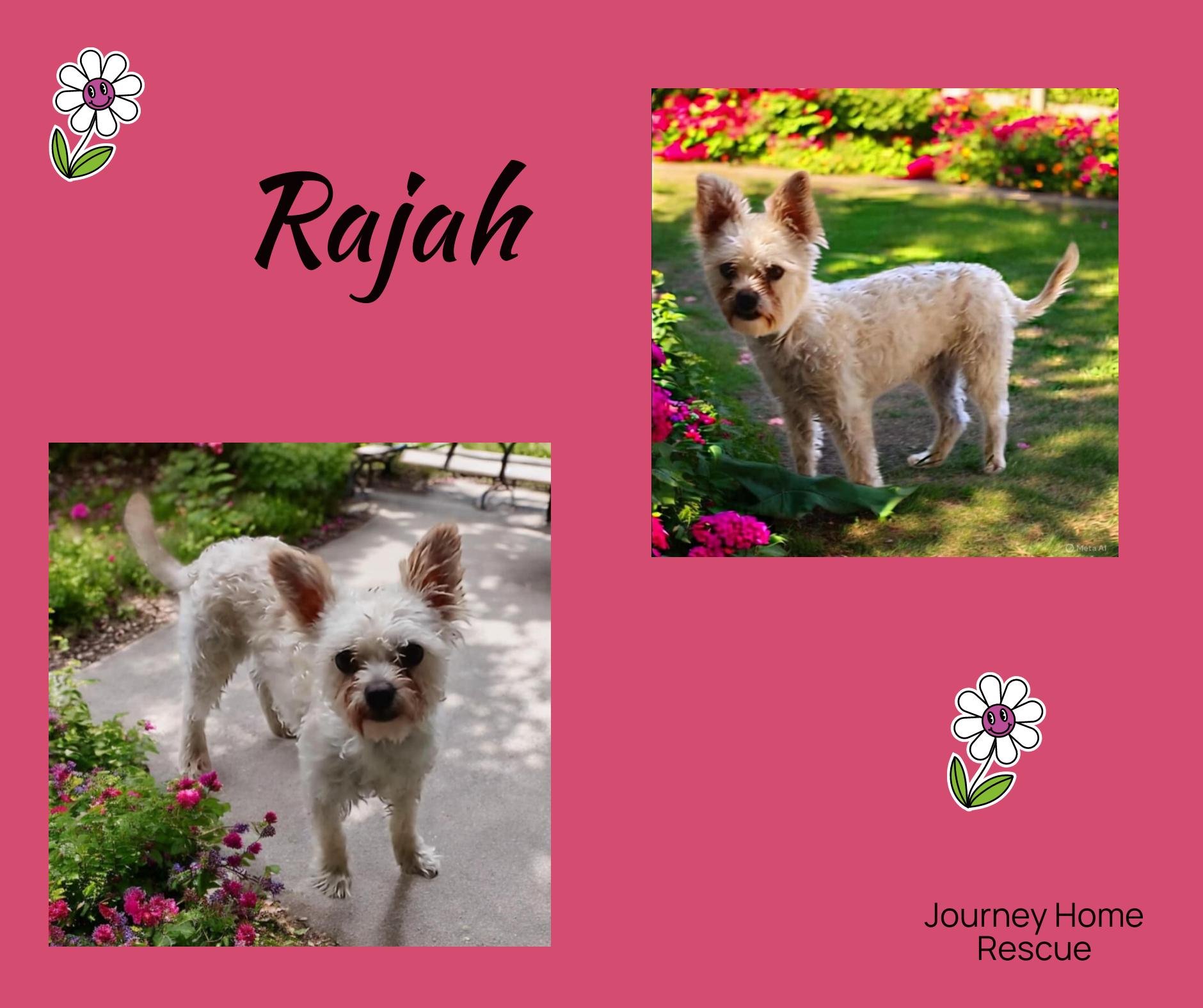 Small Dogs for Adoption Wenatchee: Find Your Furry Friend