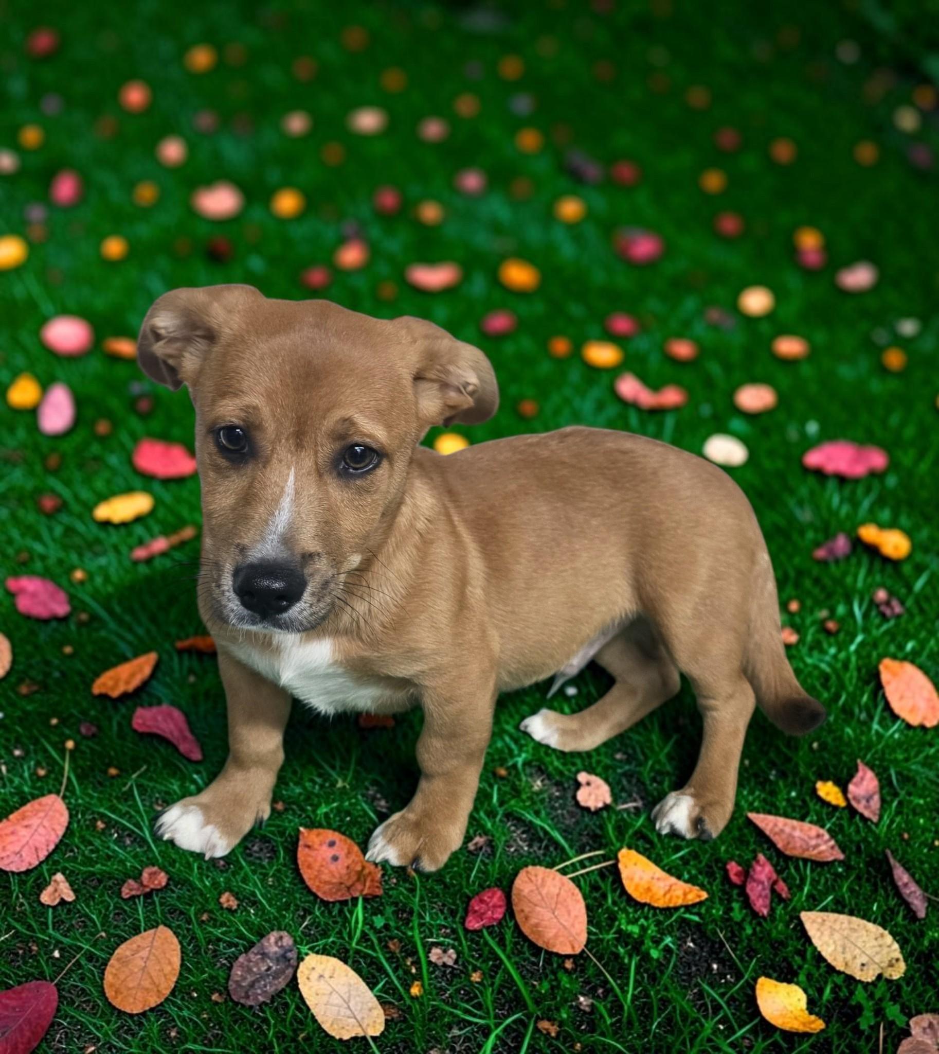 Enlarge Woody - PENDING, a Adoptable mixed breed in Dallas, GA image 1/1