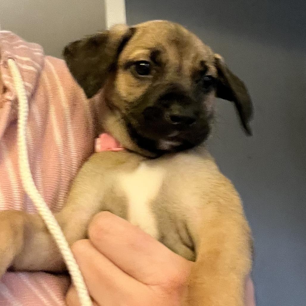 pink collar, Adoptable, Puppy Female Mountain Cur & Cattle Dog.