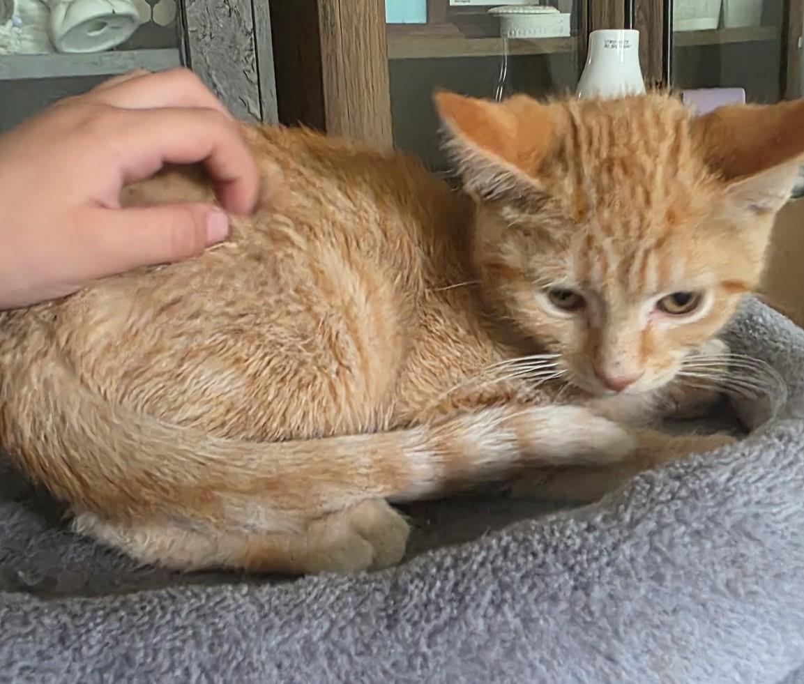 TYLER, an adopted Domestic Short Hair in Chicago Ridge, IL image 2/3