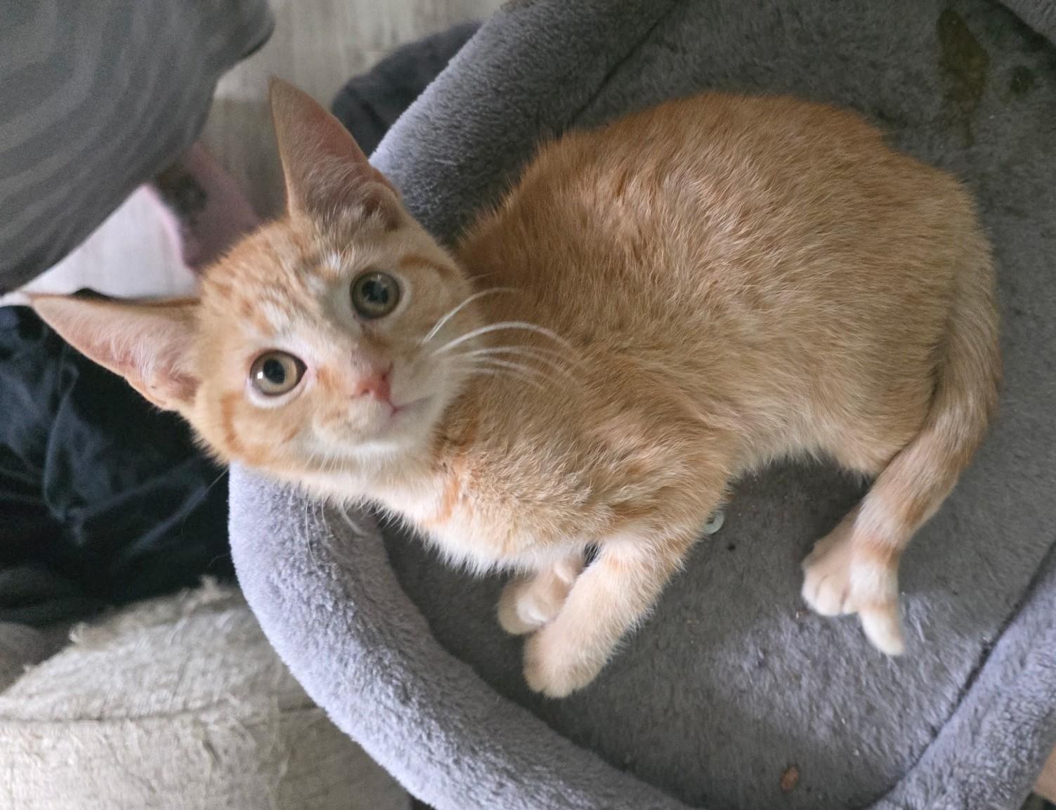 TYLER, adopted, Kitten Male Domestic Short Hair.