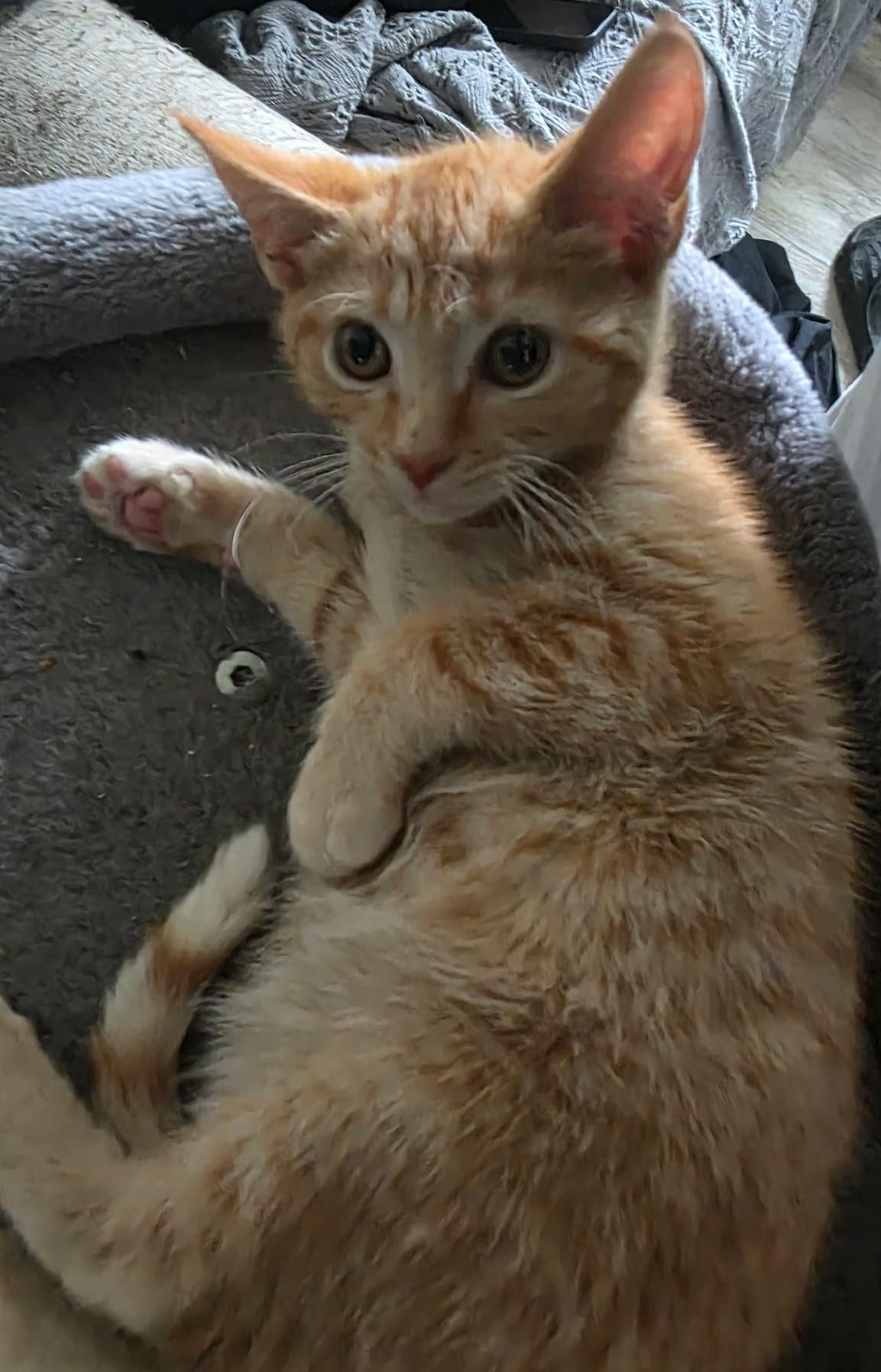 TYLER, an adopted Domestic Short Hair in Chicago Ridge, IL image 3/3