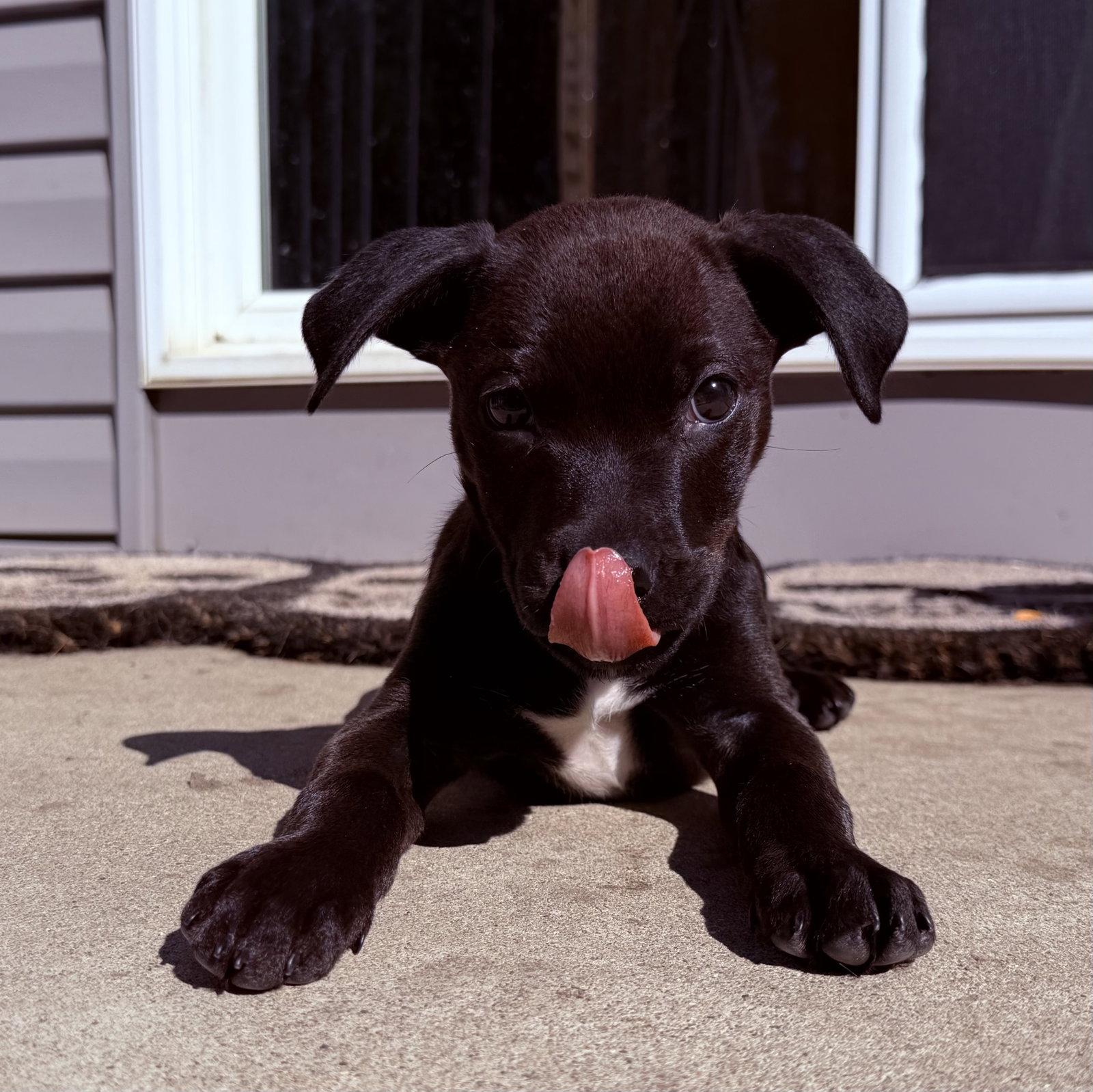 Zuzu, Adoptable, Puppy Female Pit Bull Terrier.
