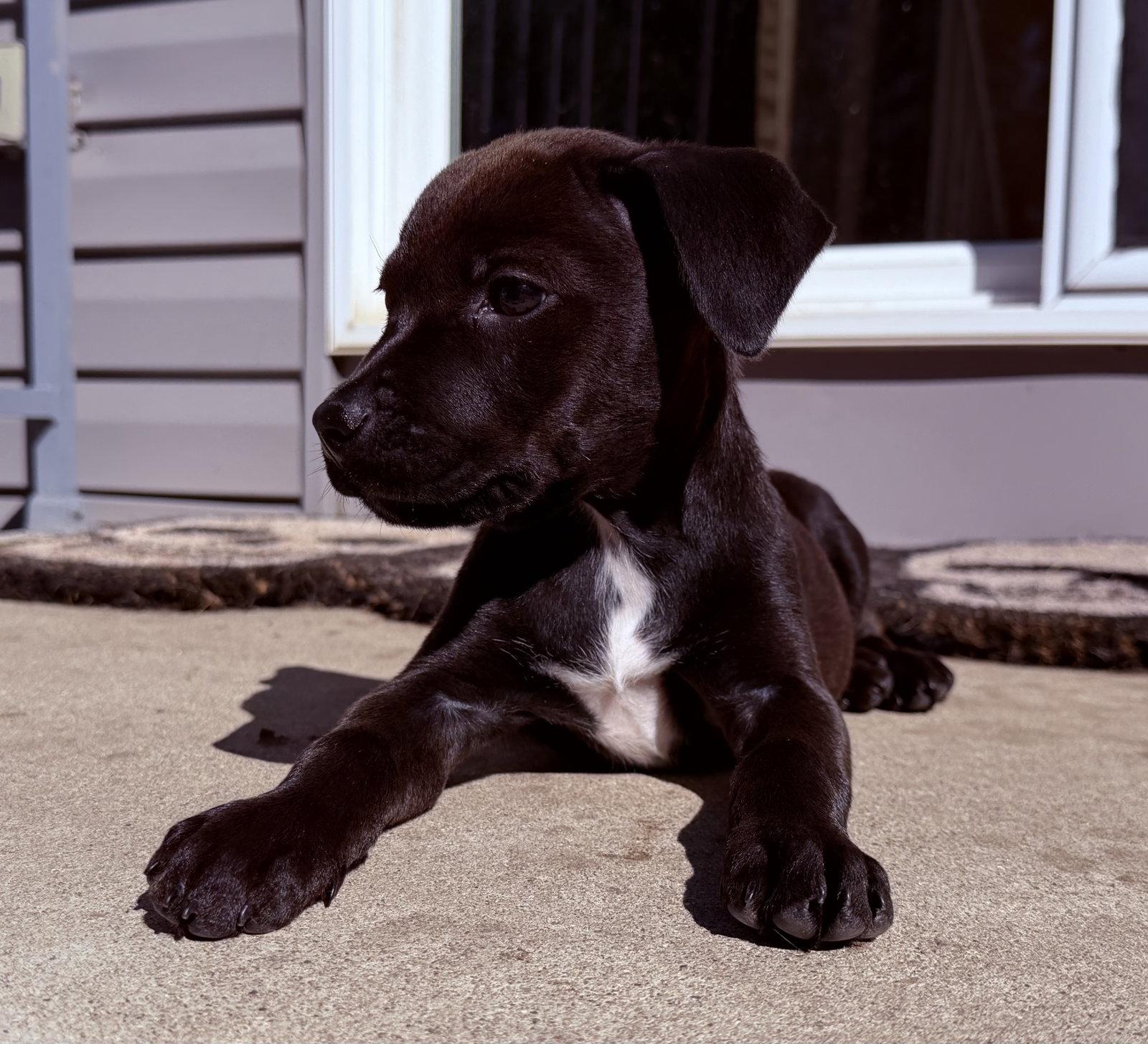 Enlarge Zuzu, a Adoptable Pit Bull Terrier in Oxford, MI image 2/2