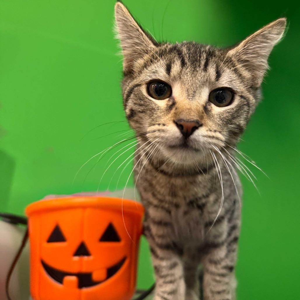 Tyler — thumbnail 3