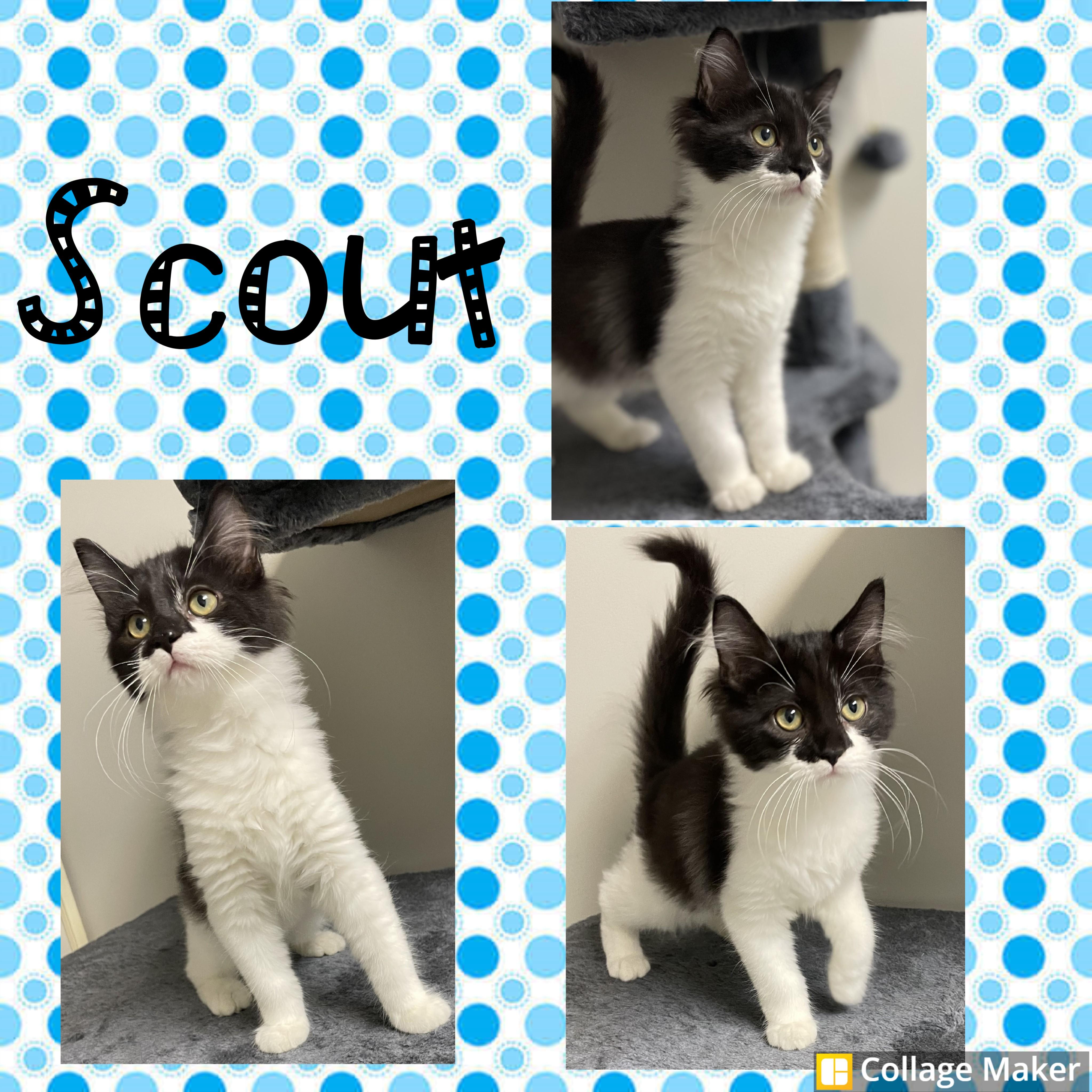Scout
