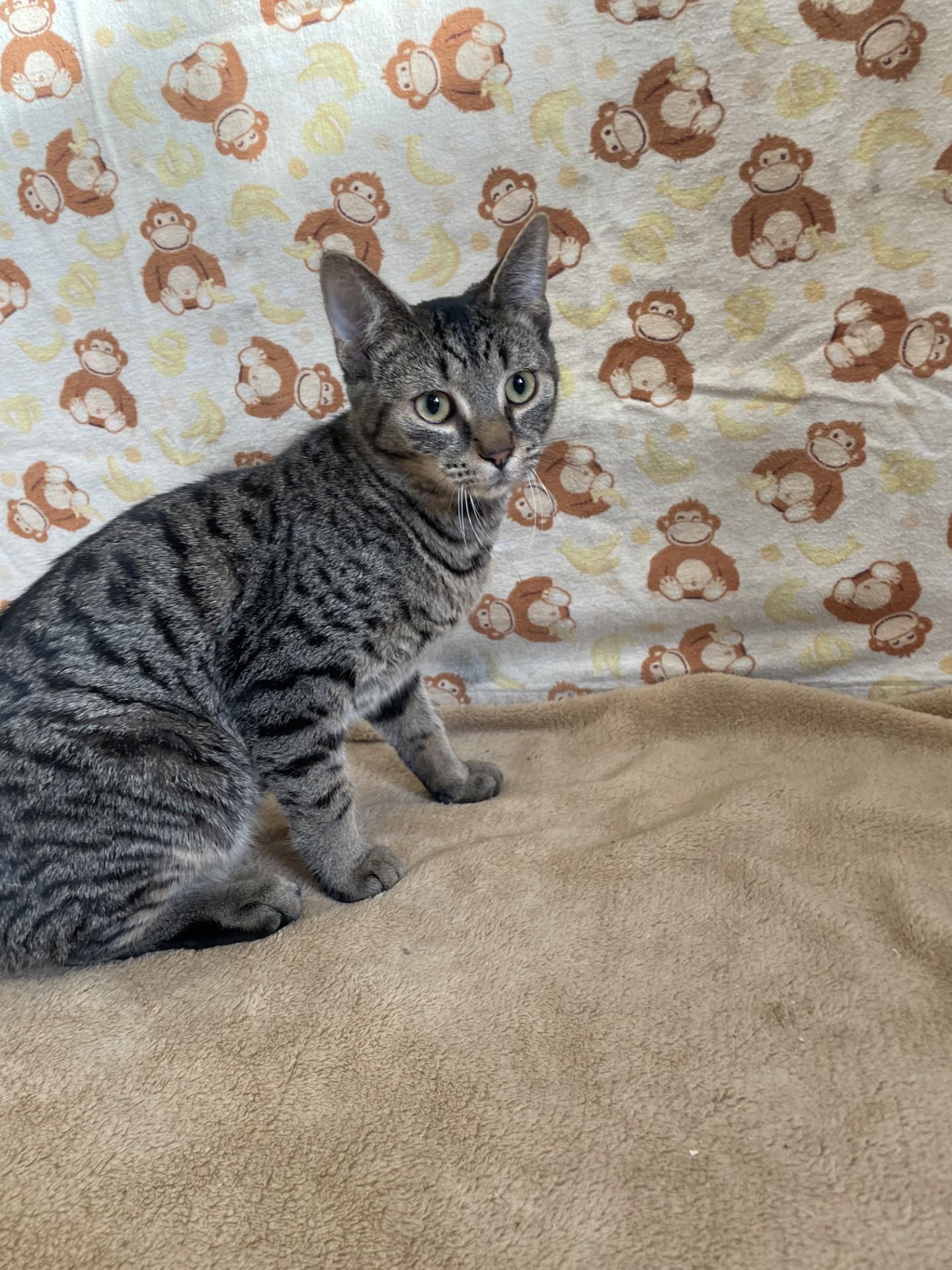 Enlarge Maple, a ADOPTABLE mixed breed in Upper Sandusky, OH image 1/2