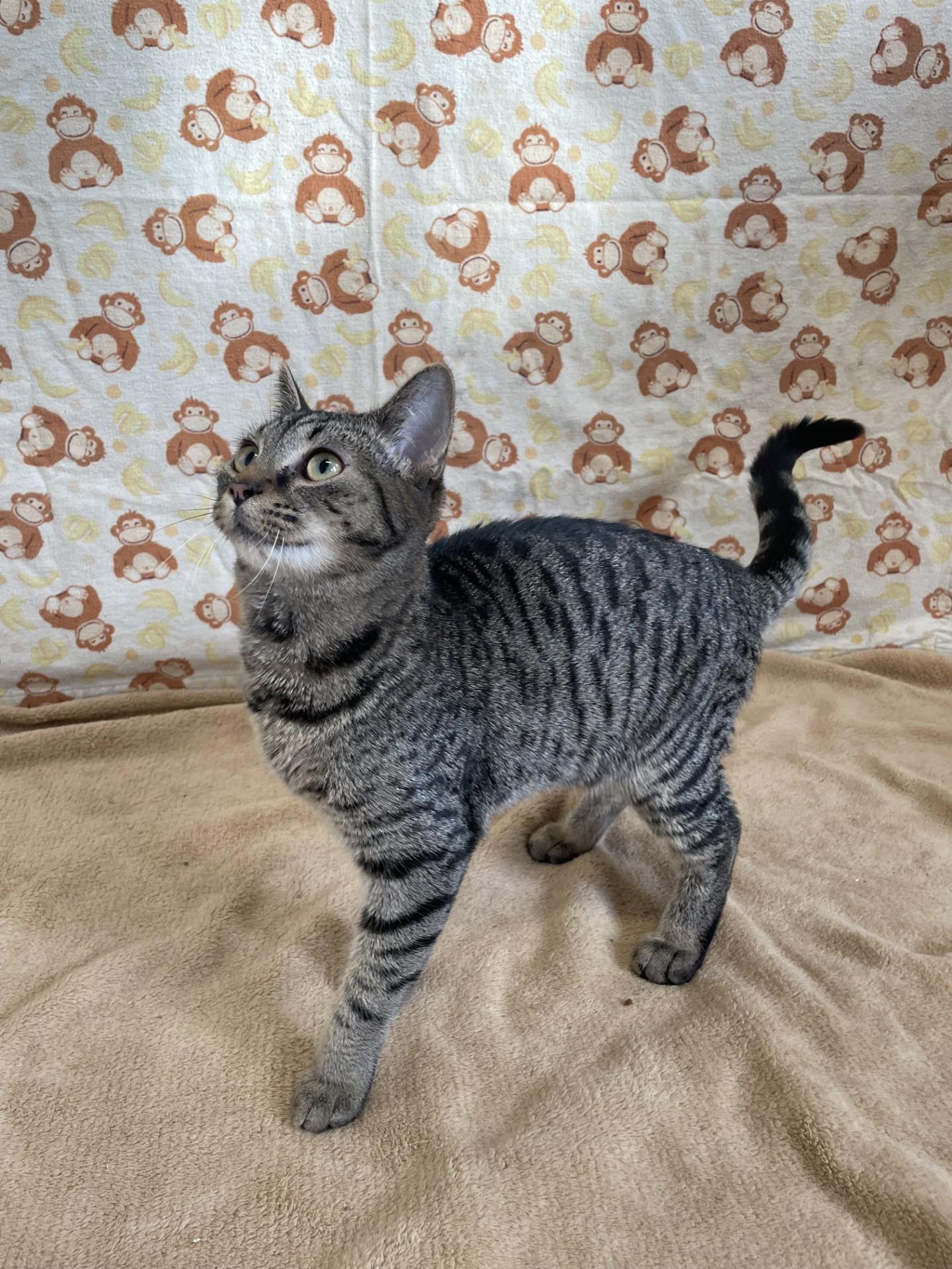 Enlarge Maple, a ADOPTABLE mixed breed in Upper Sandusky, OH image 2/2