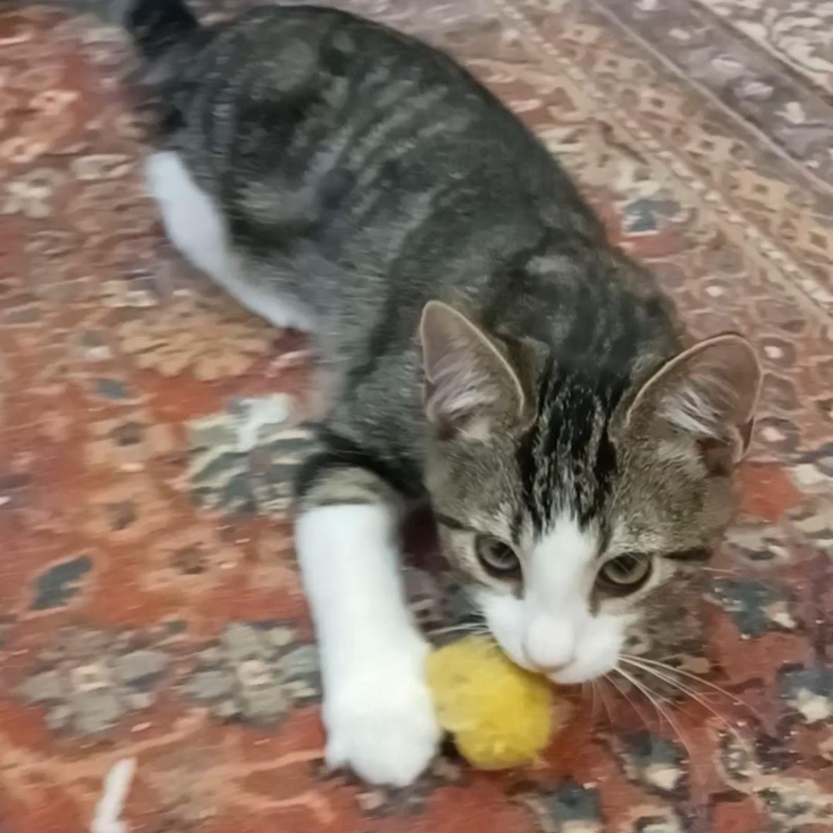 Enlarge Douglas Fir, a Adoptable Domestic Short Hair in Houston, TX image 5/5